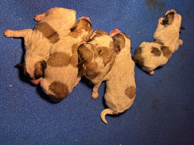 Les chiots de Coton de Tulear
