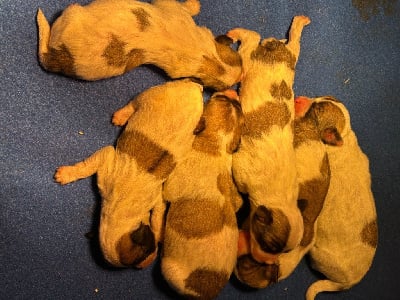 Les chiots de Coton de Tulear