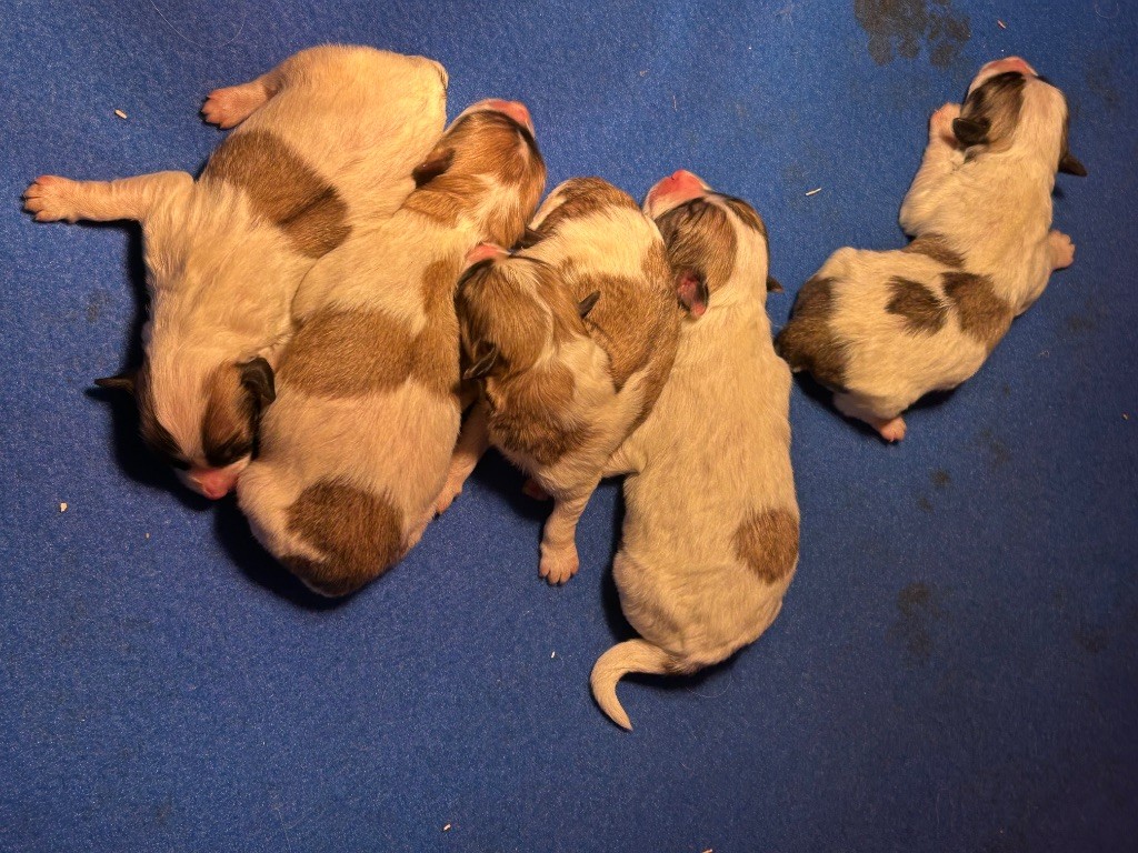 CHIOT 2 - Coton de Tulear