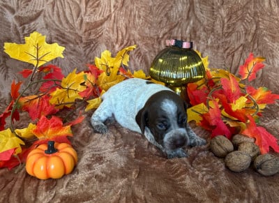 Les chiots de Braque français, type Pyrenees (petite taille)