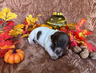 Les chiots de Braque français, type Pyrenees (petite taille)