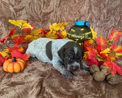 Les chiots de Braque français, type Pyrenees (petite taille)