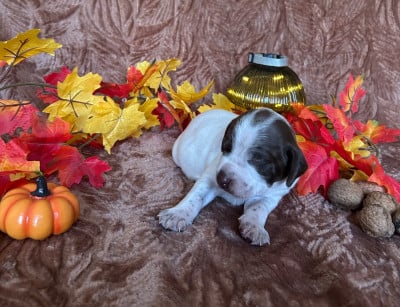 Les chiots de Braque français, type Pyrenees (petite taille)
