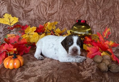 Les chiots de Braque français, type Pyrenees (petite taille)