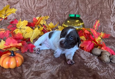 Les chiots de Braque français, type Pyrenees (petite taille)