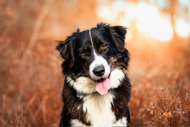 Tellement désirée dite Taï Pearls'Love Lee