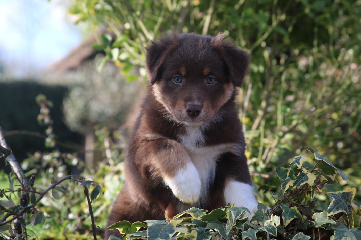 FEMELLE COLLIER ORANGE