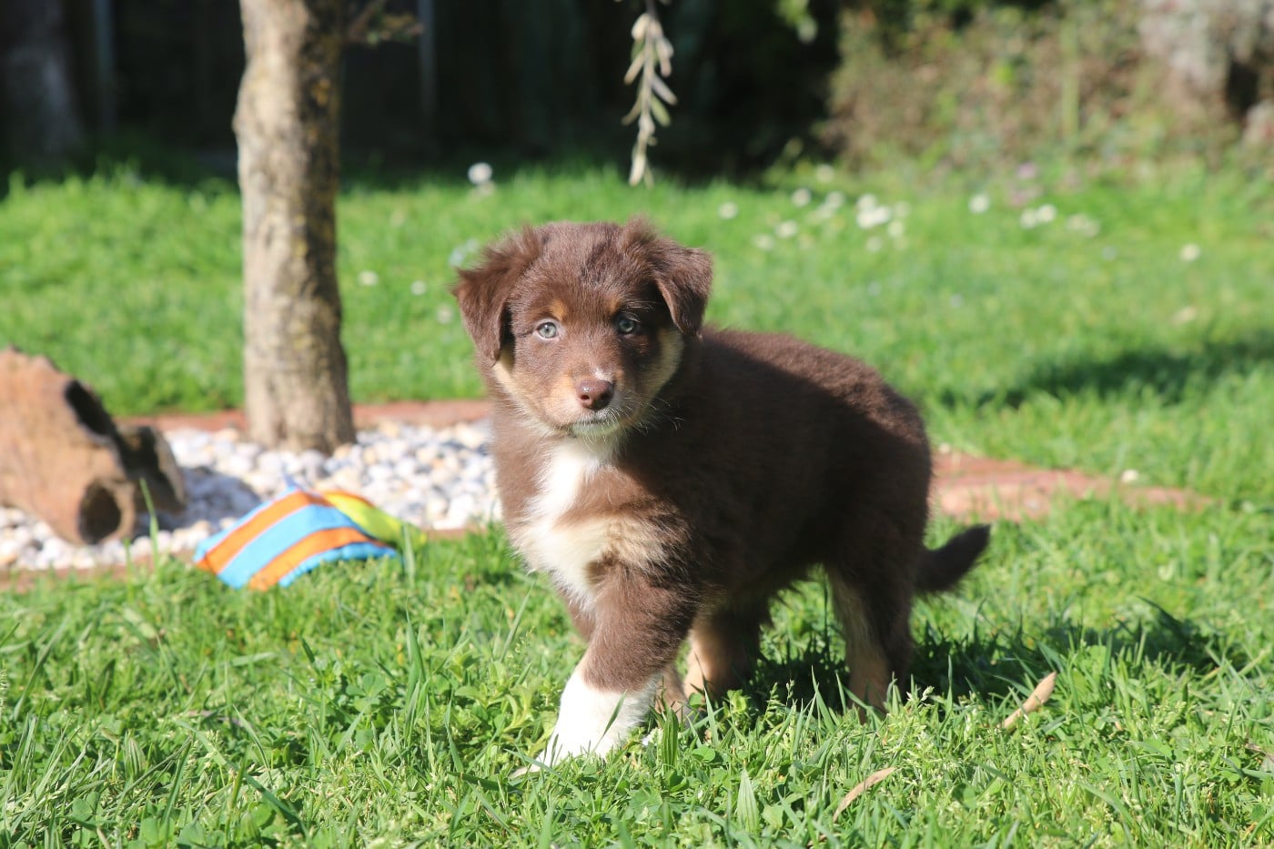 FEMELLE COLLIER ORANGE