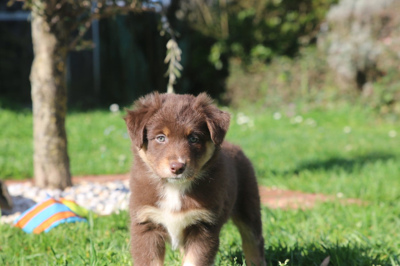 FEMELLE COLLIER ORANGE