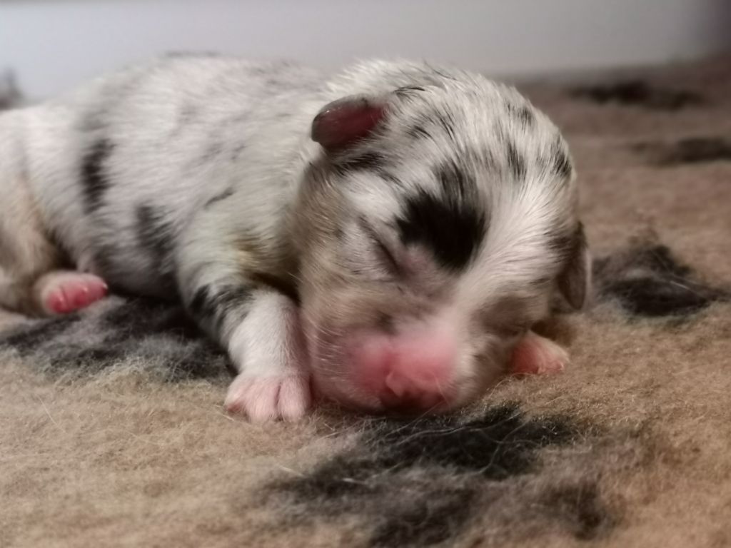 Chiot Berger Australien Ramènes Ta Fraise Mâle Disponible