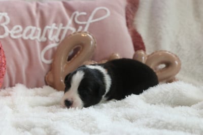 Les chiots de Berger Australien