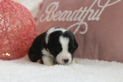 Les chiots de Berger Australien