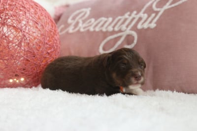 Les chiots de Berger Australien