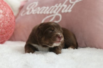 Les chiots de Berger Australien