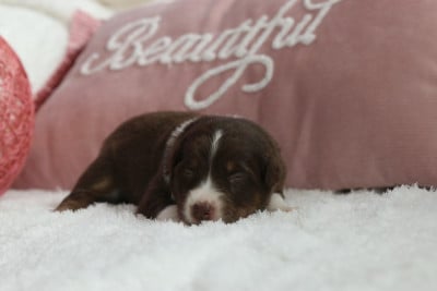 Les chiots de Berger Australien