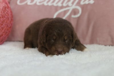 Les chiots de Berger Australien