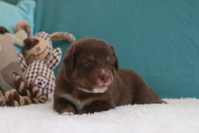 Les chiots de Berger Australien