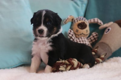 Les chiots de Berger Australien