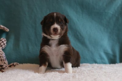 Les chiots de Berger Australien