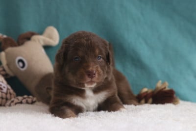 Les chiots de Berger Australien