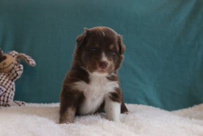 Les chiots de Berger Australien