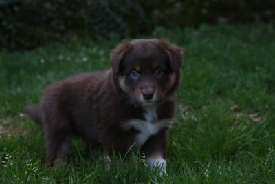 Les chiots de Berger Australien