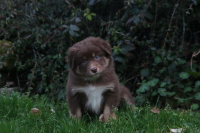 Les chiots de Berger Australien