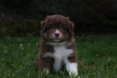 Les chiots de Berger Australien
