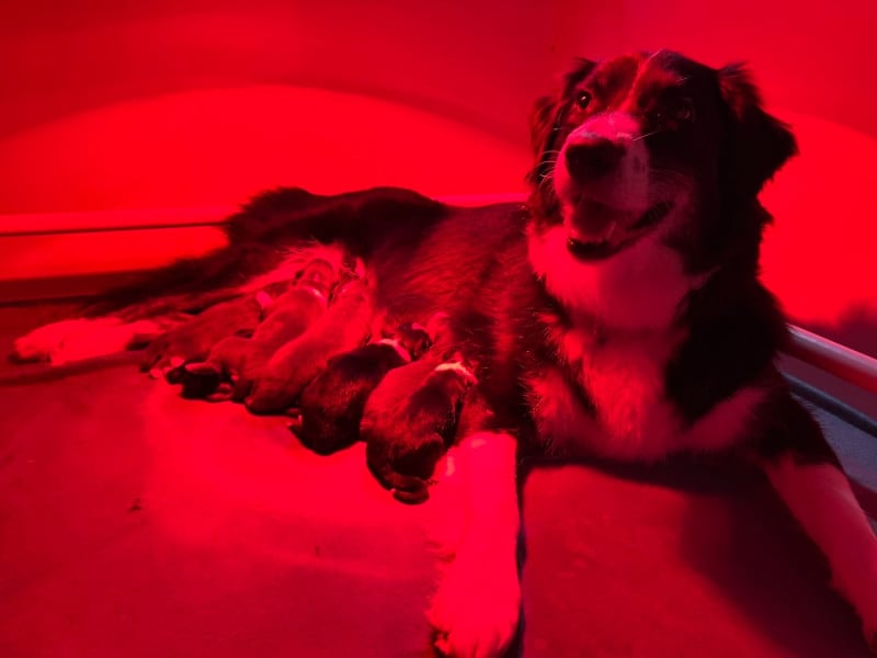 Berger Australien - Pearls'Love Lee