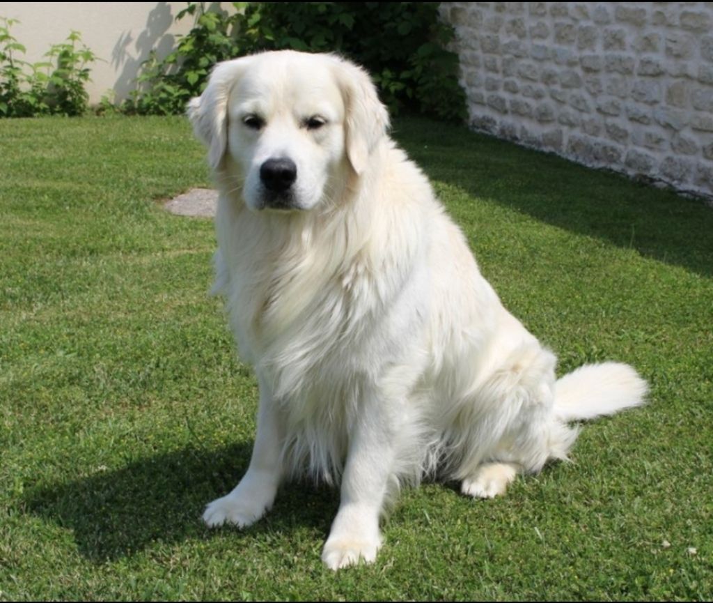 Publication : Du Cyr D'Or