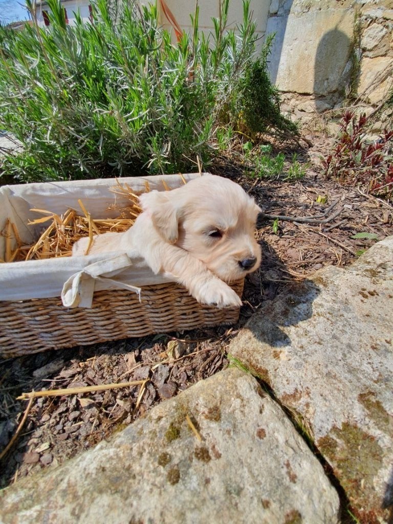 Chiot Golden Retriever, mâle disponible en Nouvelle