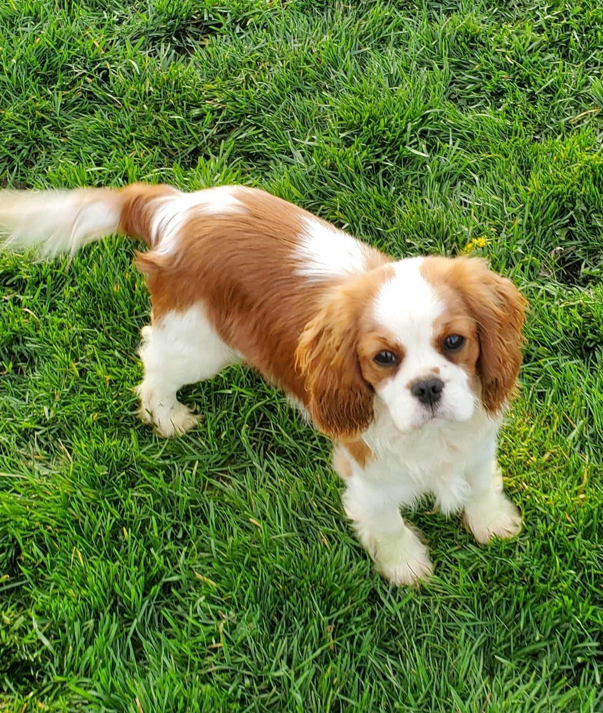 absolut de la maison du ryez