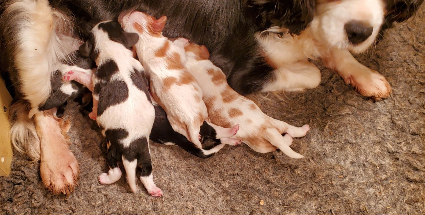 Cavalier King Charles Spaniel - Du Domaine Des Coeurs Blancs
