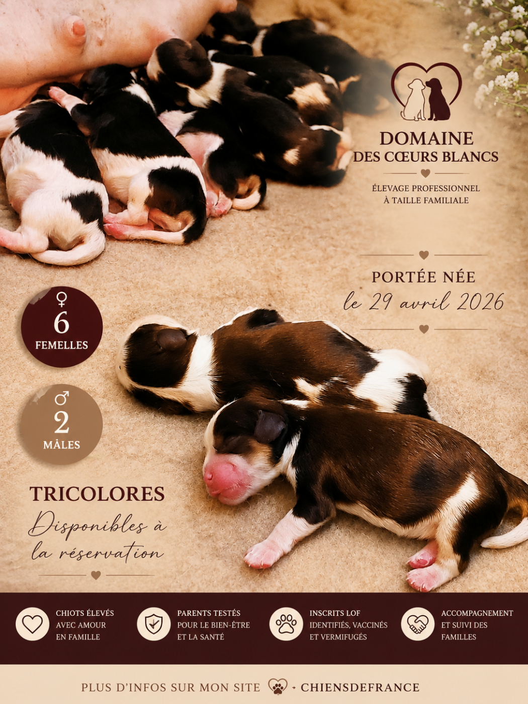 Cavalier King Charles Spaniel - Du Domaine Des Coeurs Blancs