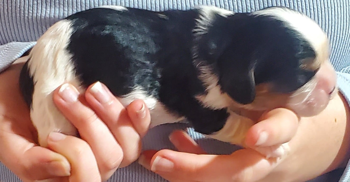 Chiot N°1