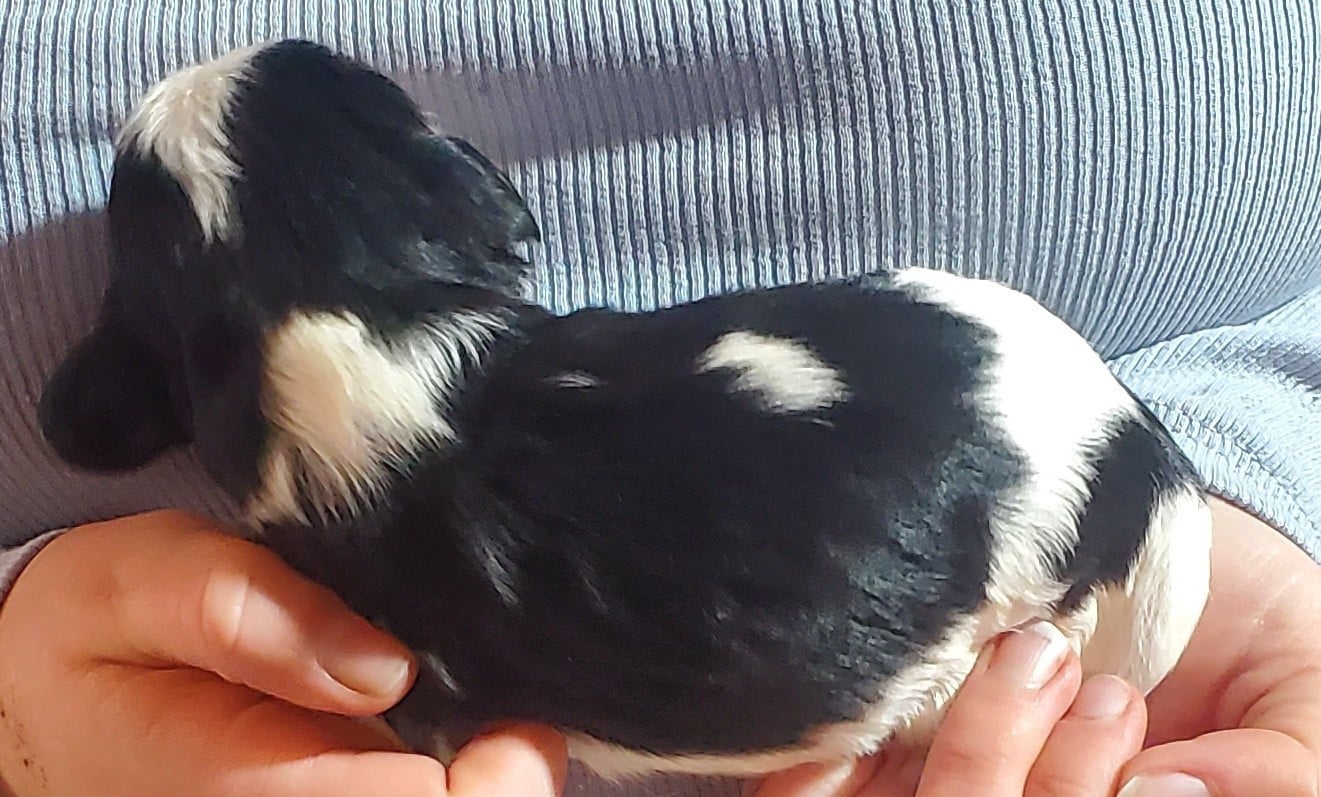 Chiot N°1