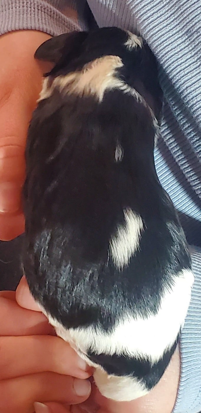 Chiot N°1