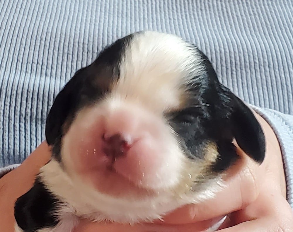 Chiot N°1