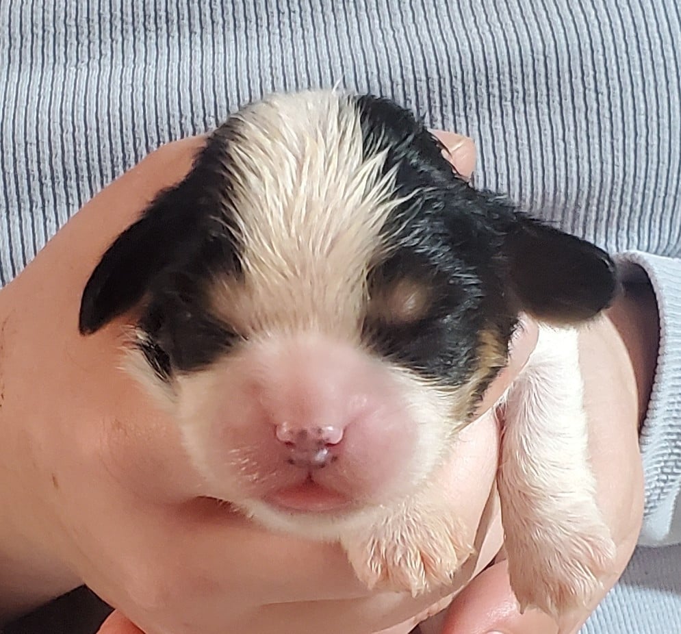 Chiot N°6