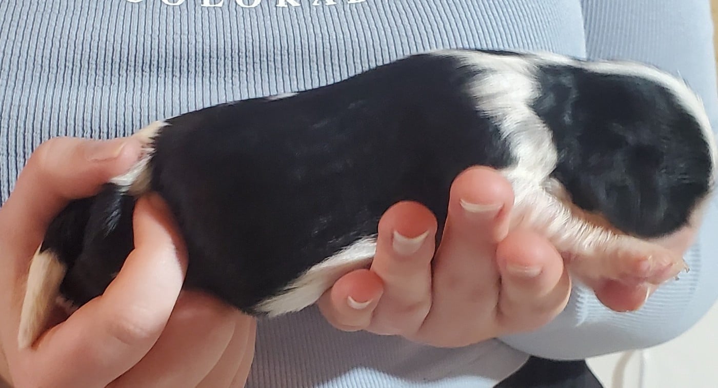 Chiot N°6