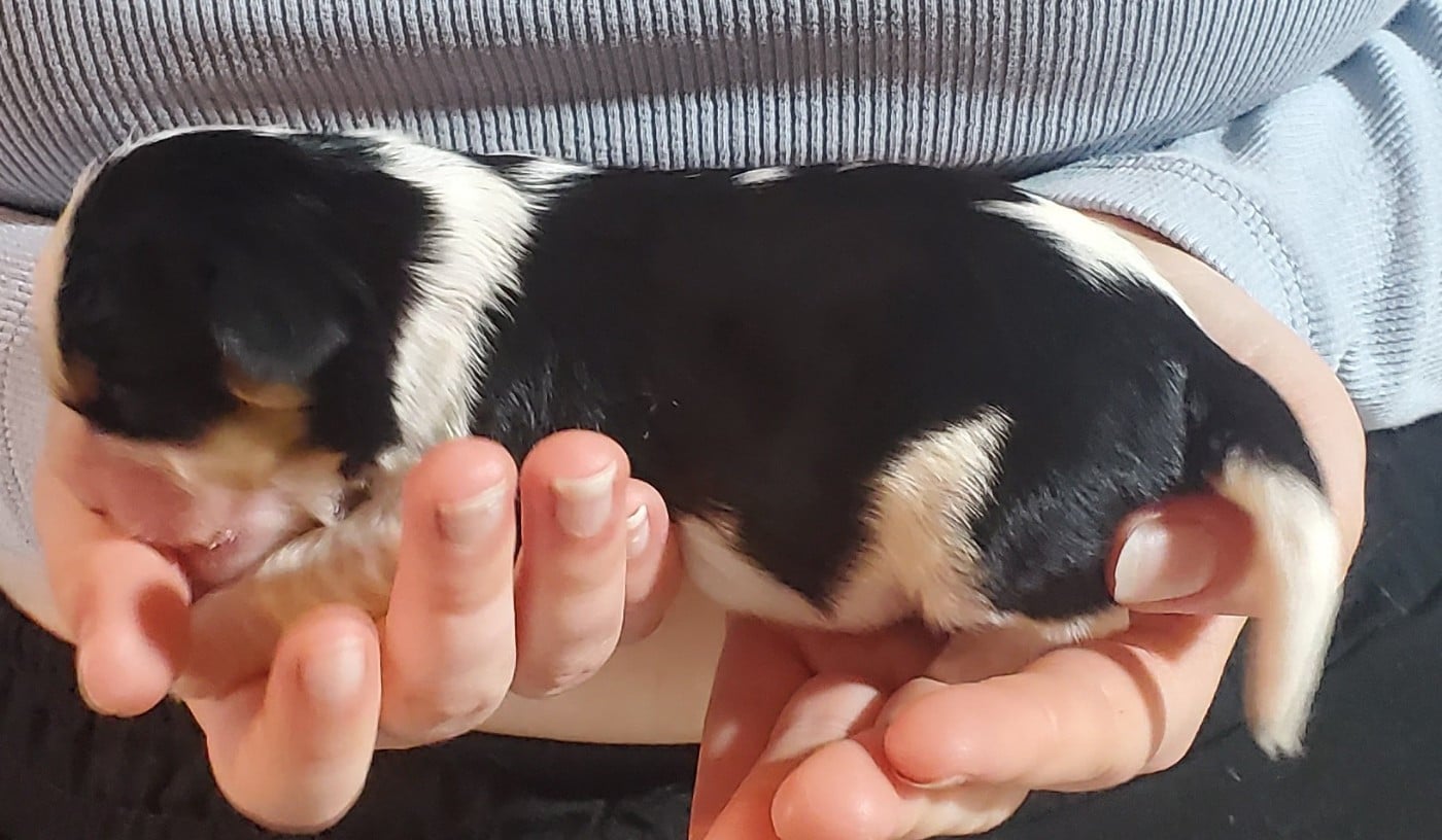 Chiot N°6