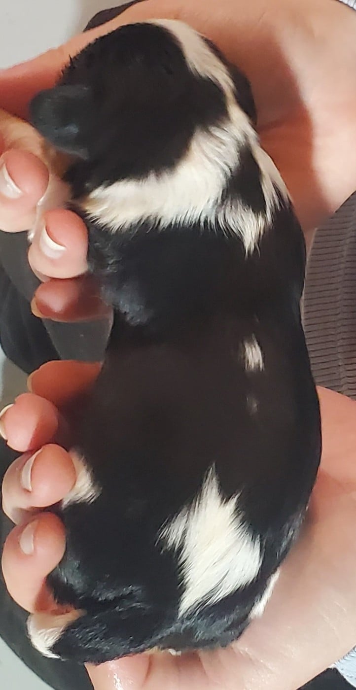 Chiot N°6