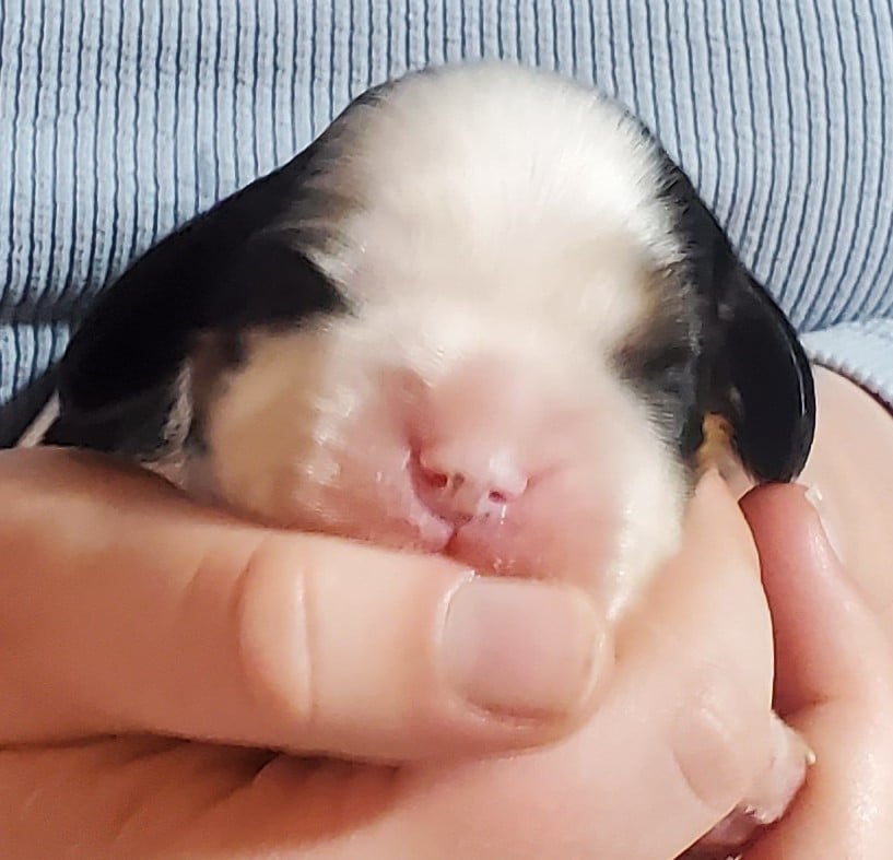 Chiot N°8