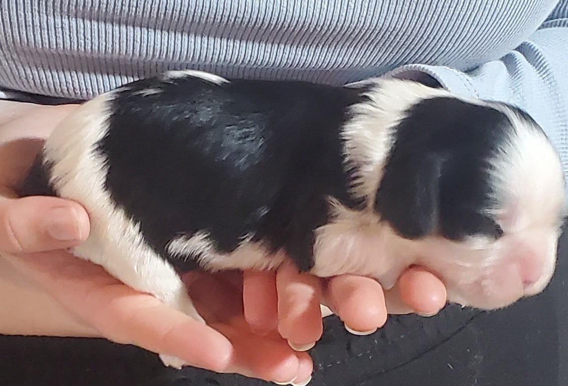 Chiot N°8