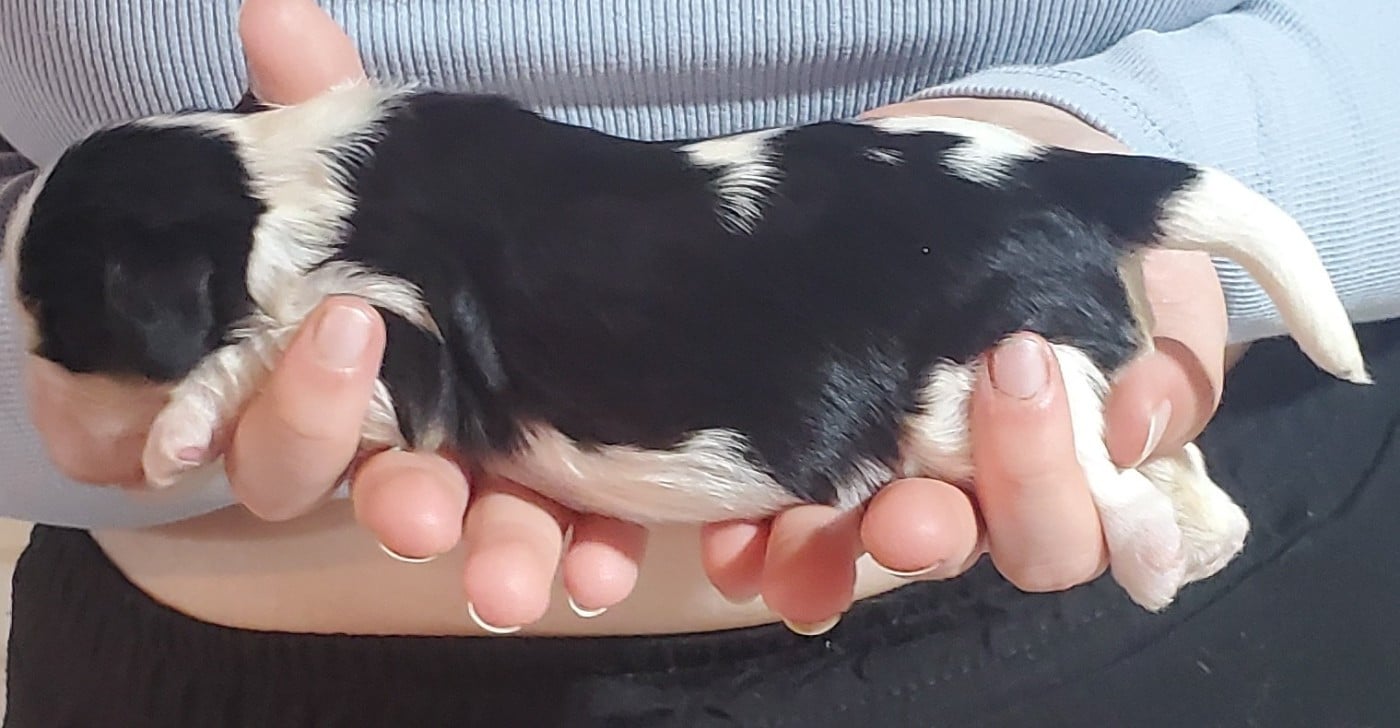 Chiot N°8