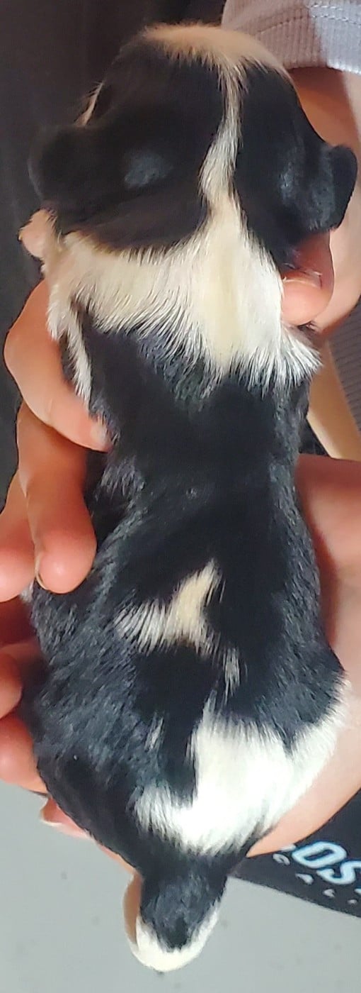 Chiot N°8