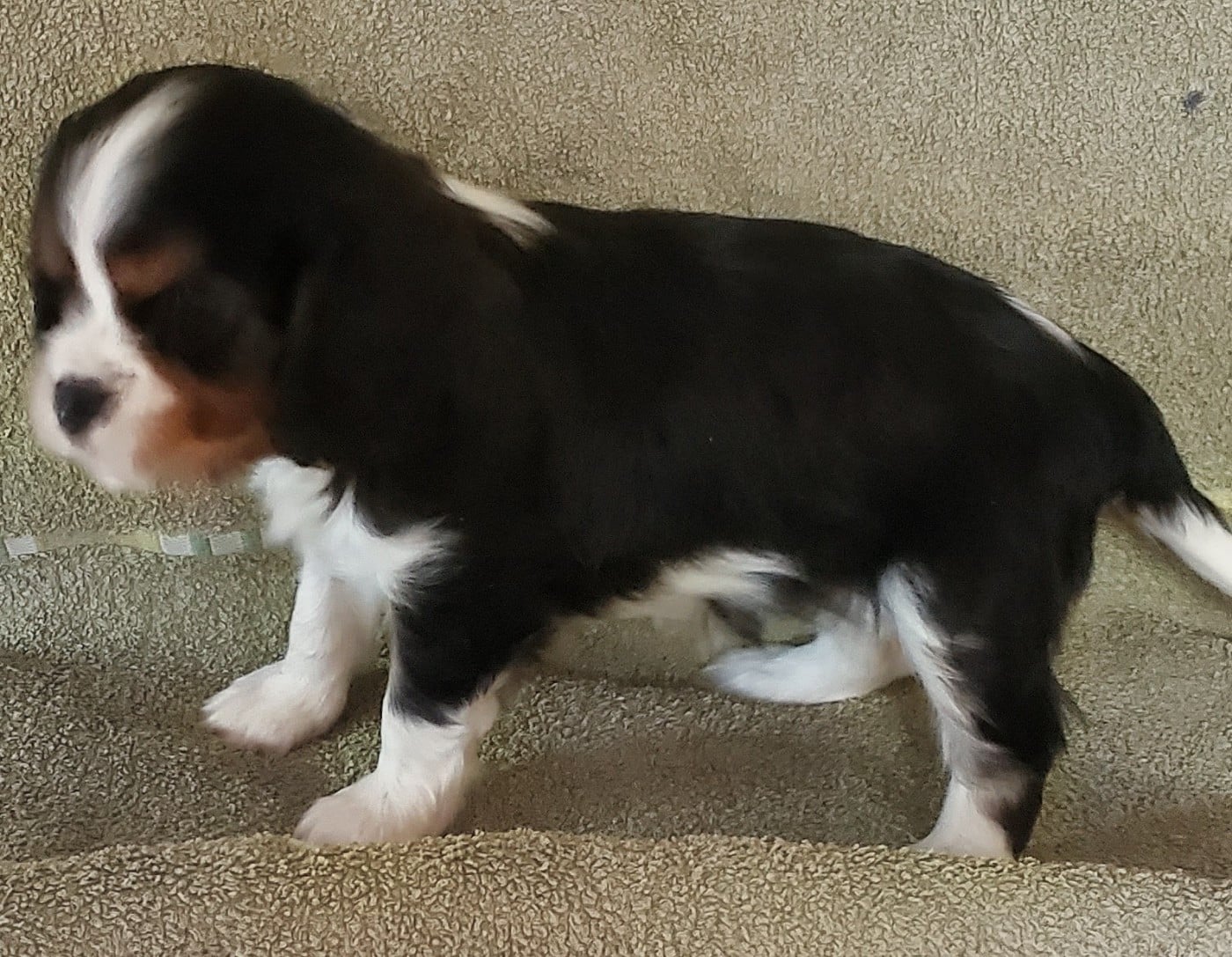 Chiot n°7