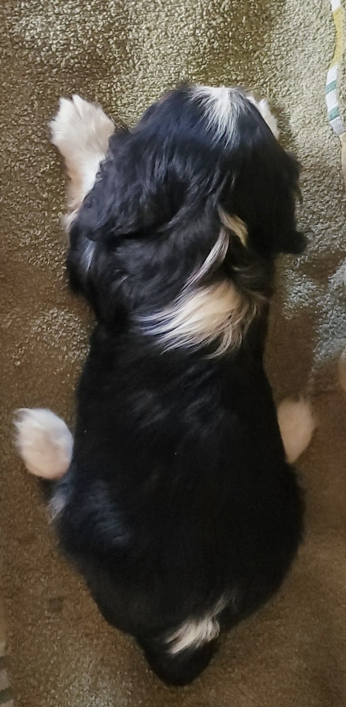 Chiot n°7
