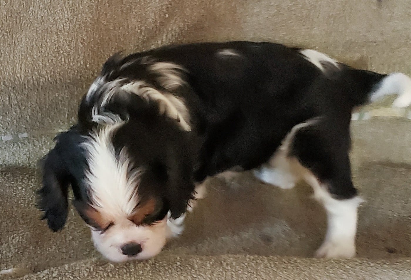 Belle