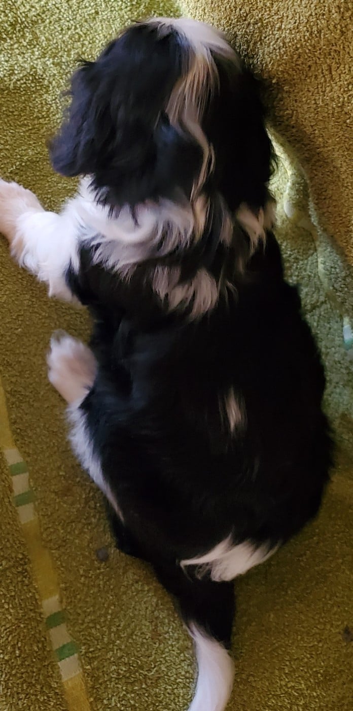 Belle